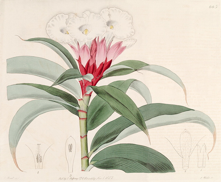 گیاهان تیره (خانواده)  کوستاسه - Costaceae