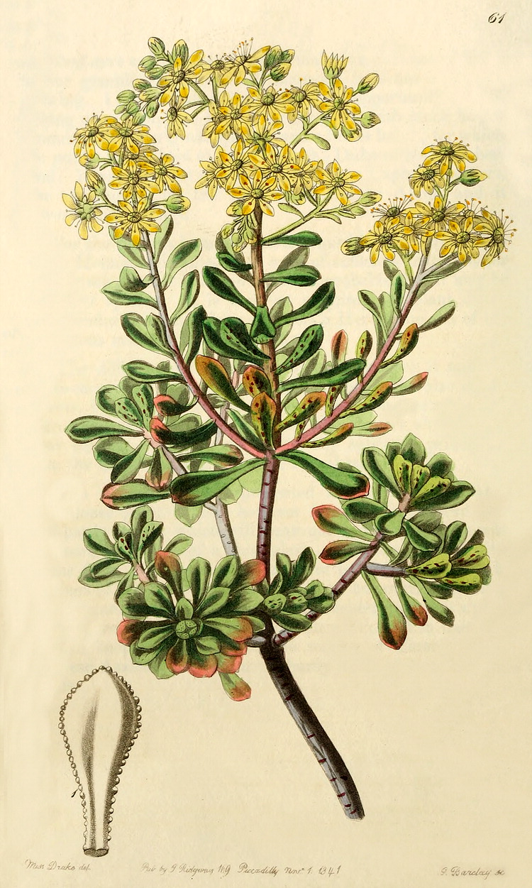 گیاهان تیره (خانواده)  کراسالاسه  - Crassulaceae