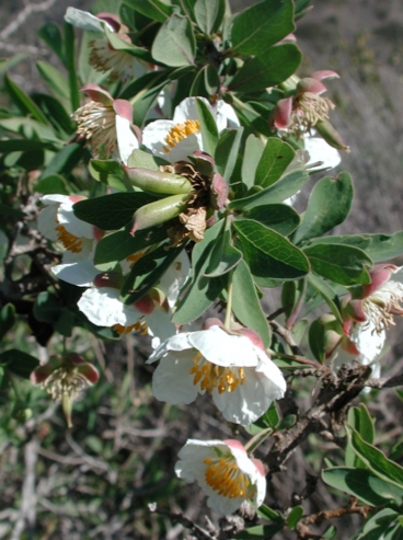 گیاهان تیره (خانواده)  کروسسوسوماتاسه - Crossosomataceae