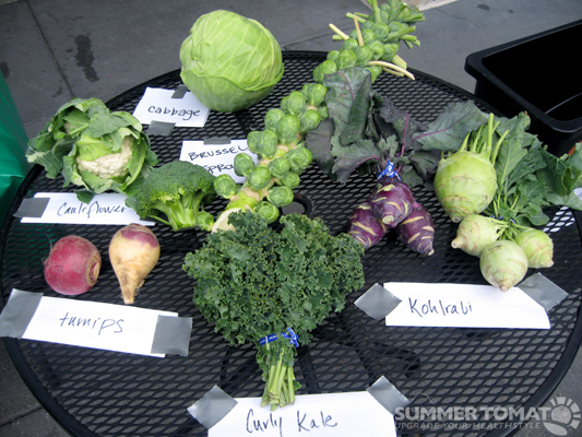 گیاهان تیره (خانواده)  کروکیفرا - Cruciferae