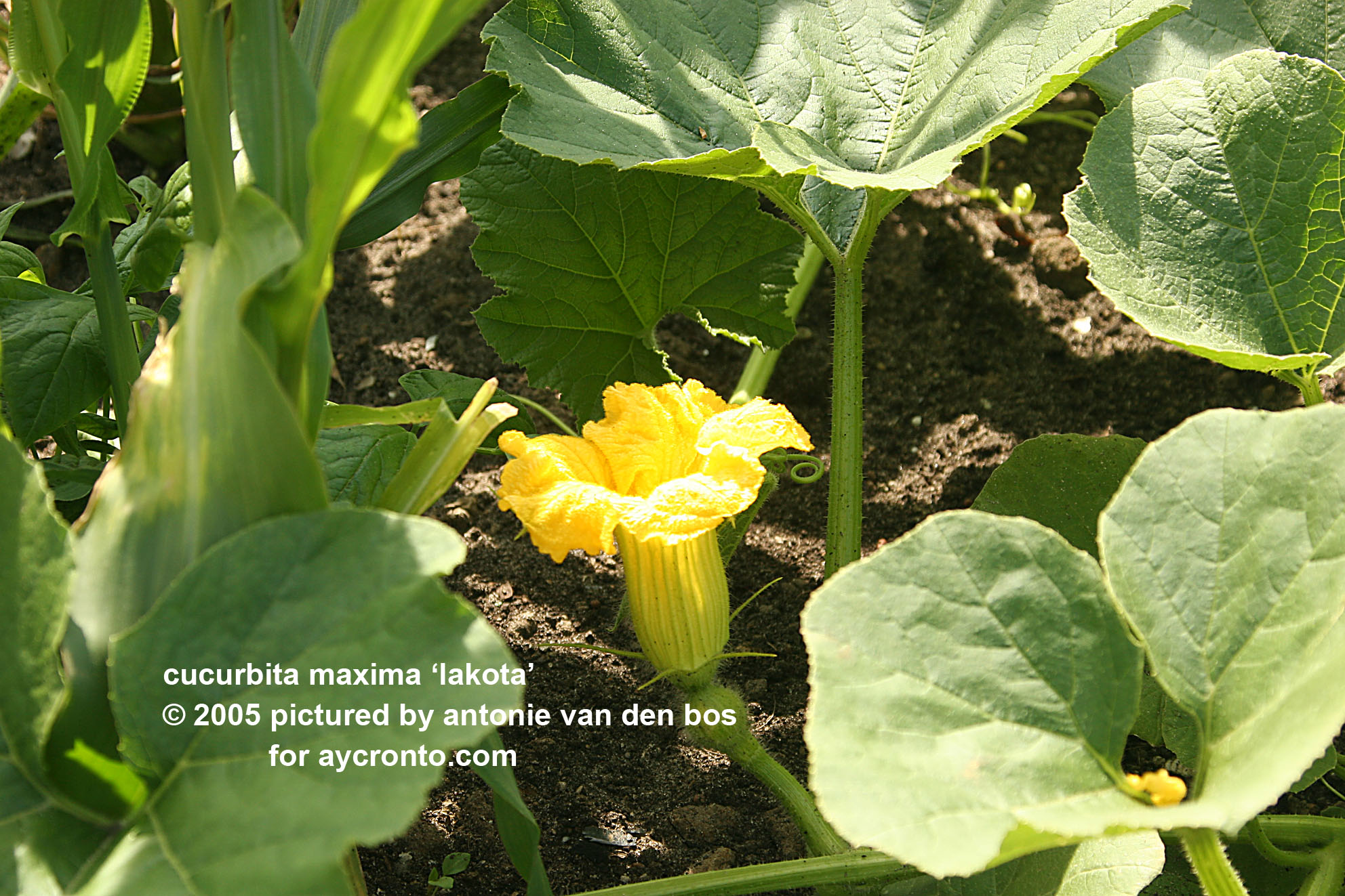 گیاهان تیره (خانواده) کدوییان - Cucurbitaceae