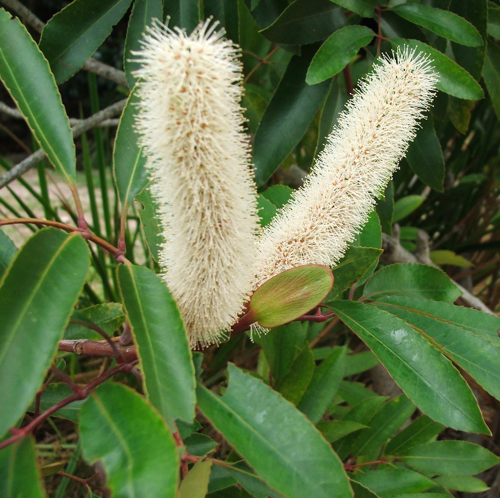 گیاهان تیره (خانواده)  کونونیاسه  - Cunoniaceae