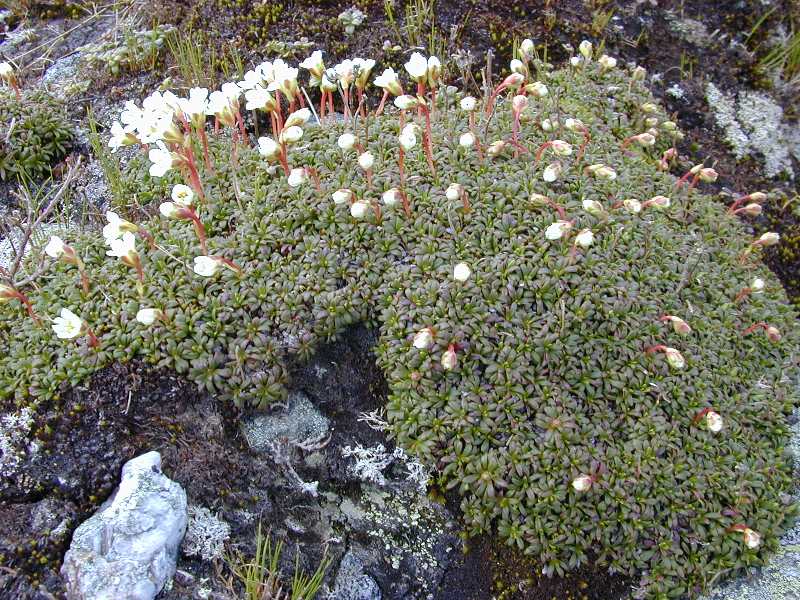 گیاهان تیره (خانواده)  دیاپنسیاسه  - Diapensiaceae