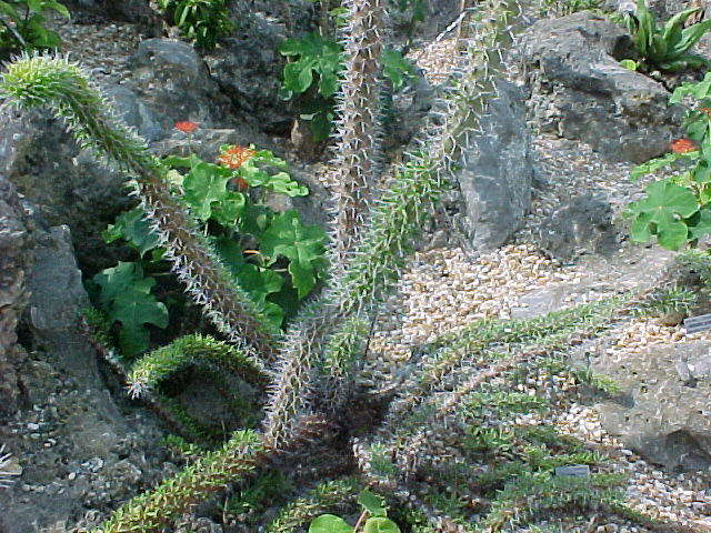 گیاهان تیره (خانواده)  دیدیارسیا - Didiereaceae