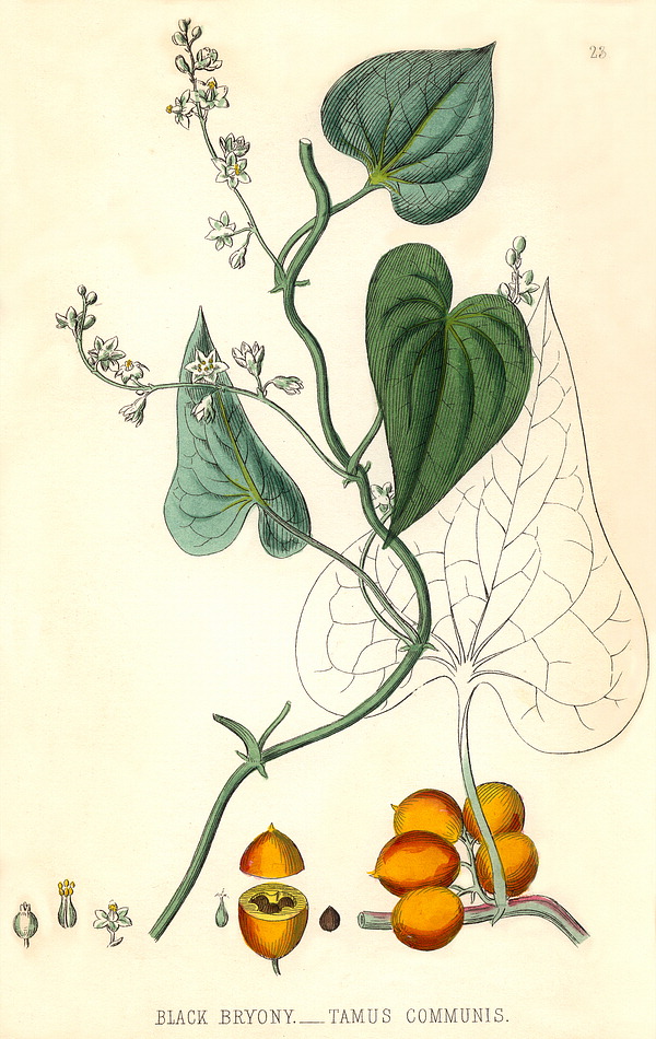 گیاهان تیره (خانواده)  دیوسکوراسه - Dioscoreaceae