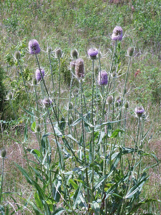 گیاهان تیره (خانواده) خواجه باشى (طوسک) - Dipsacaceae