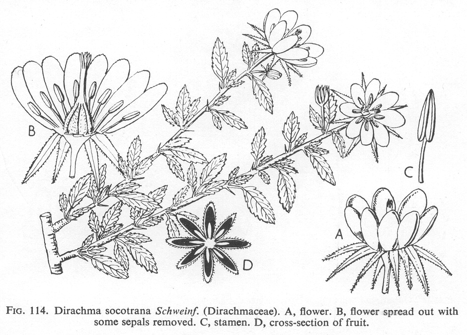 گیاهان تیره (خانواده)  دیراکهماسه - Dirachmaceae