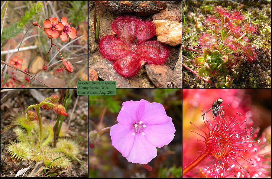 گیاهان تیره (خانواده)  دروزرا - Droseraceae