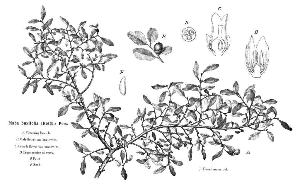 گیاهان تیره (خانواده)  آبنوس - Ebenaceae
