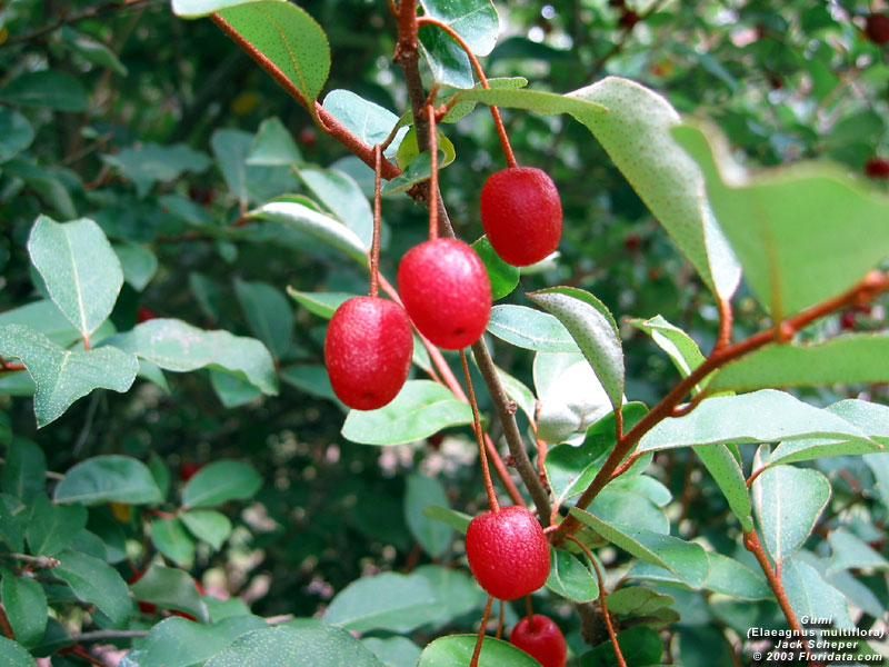 گیاهان تیره (خانواده) سنجد - Elaeagnaceae