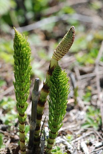 گیاهان تیره (خانواده)  دم‌اسبیان - Equisetaceae