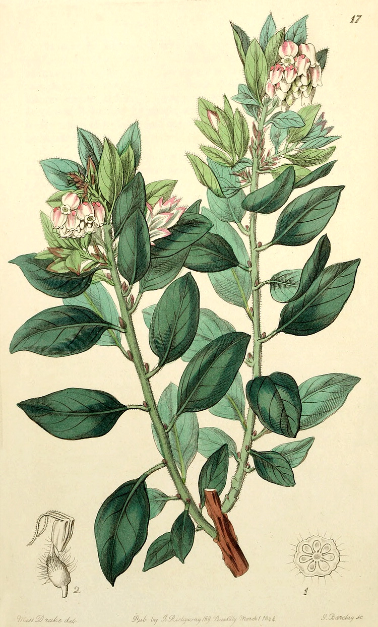 گیاهان تیره (خانواده)  اِریکاسه  - Ericaceae