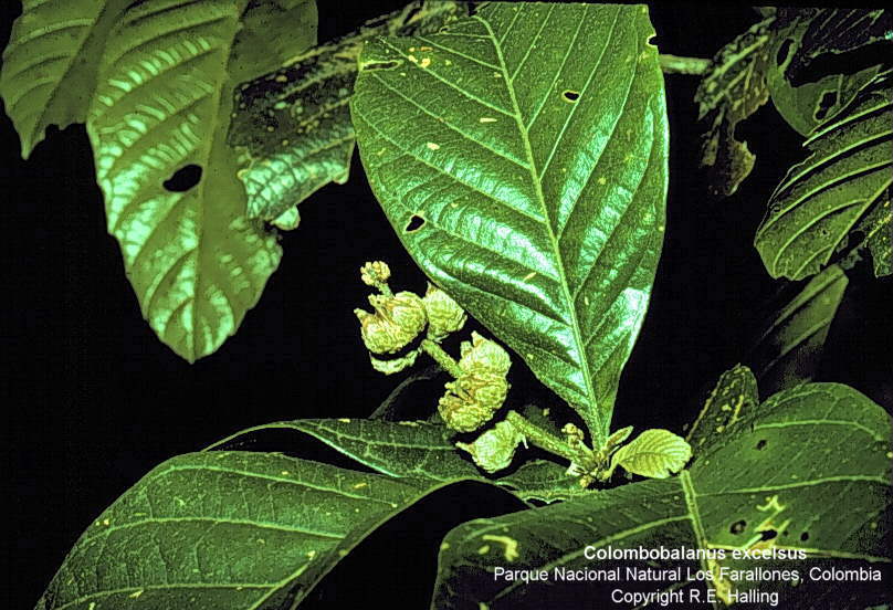 گیاهان تیره (خانواده)  فاگاسه  - Fagaceae