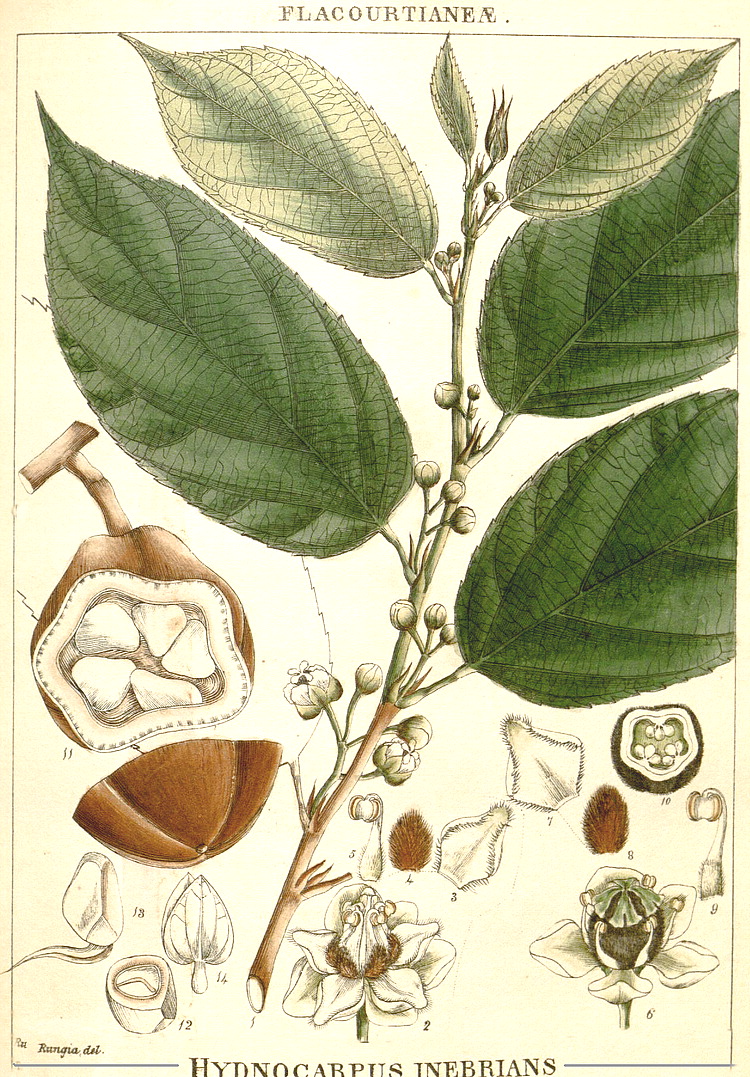 گیاهان تیره (خانواده)  فلاکوورتیاسه - Flacourtiaceae