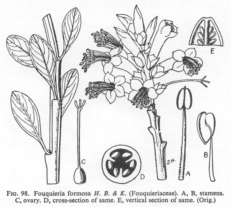 گیاهان تیره (خانواده)  فووکویریاسه - Fouquieriaceae