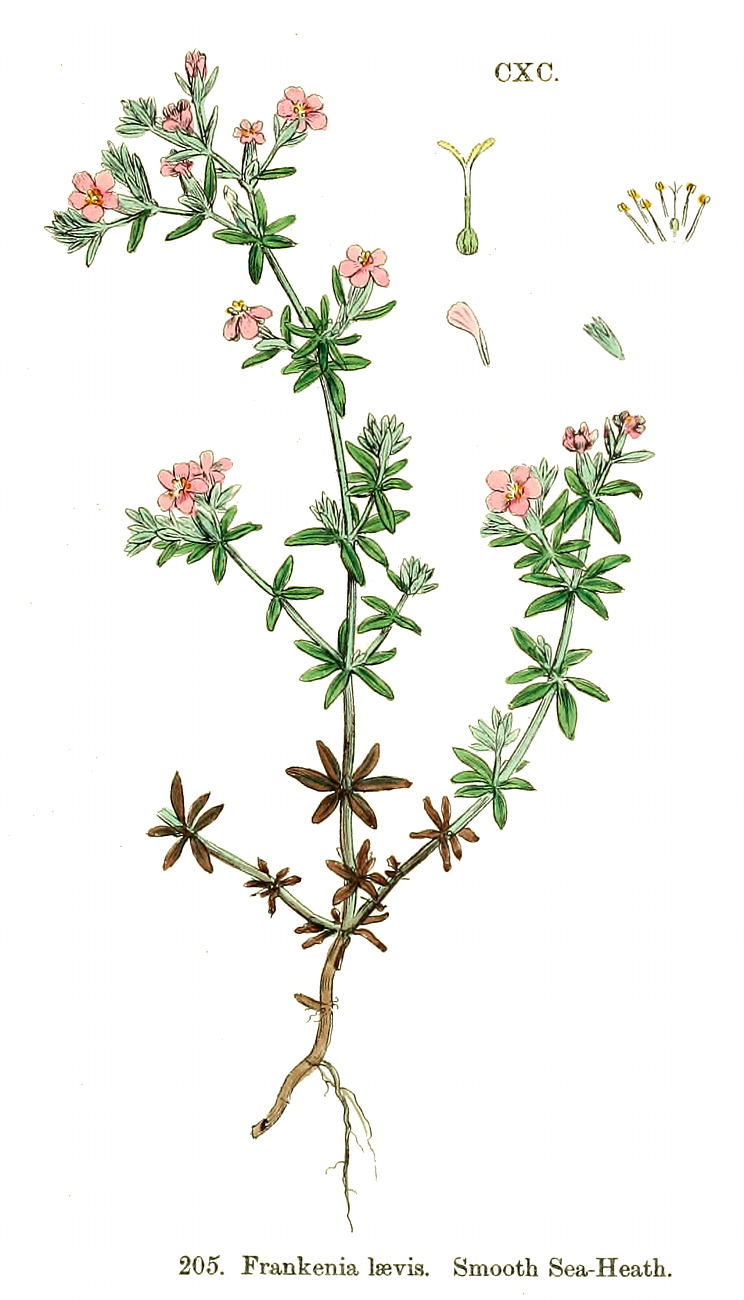 گیاهان تیره (خانواده)  فرانکنیاسی - Frankeniaceae