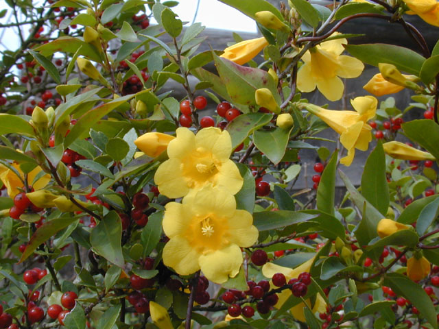 گیاهان تیره (خانواده)  گلسپاسیسانان - Gelsemiaceae