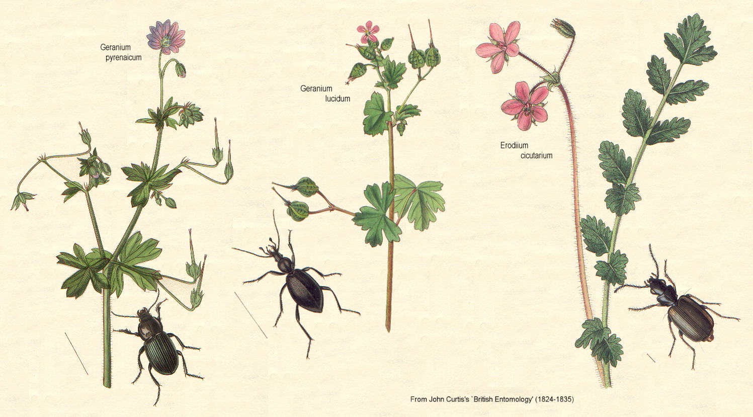 گیاهان تیره (خانواده)  شمعدانی  - Geraniaceae