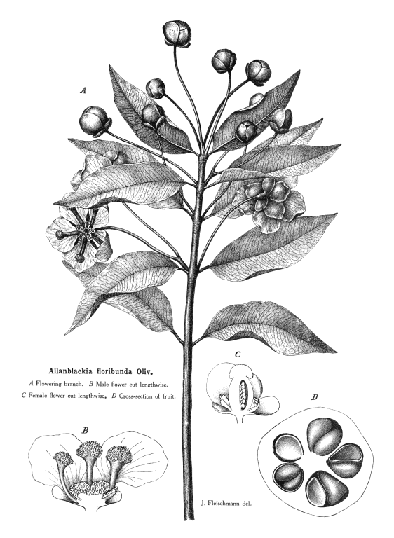 گیاهان تیره (خانواده)  گوتتیفرا - Guttiferae