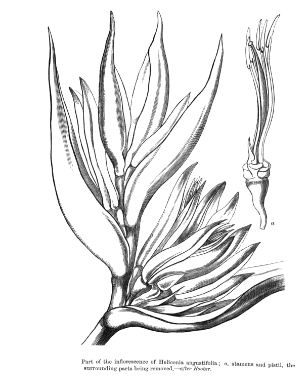 گیاهان تیره (خانواده)  هلیکونیاسه - زنجبیلسانان - Heliconiaceae