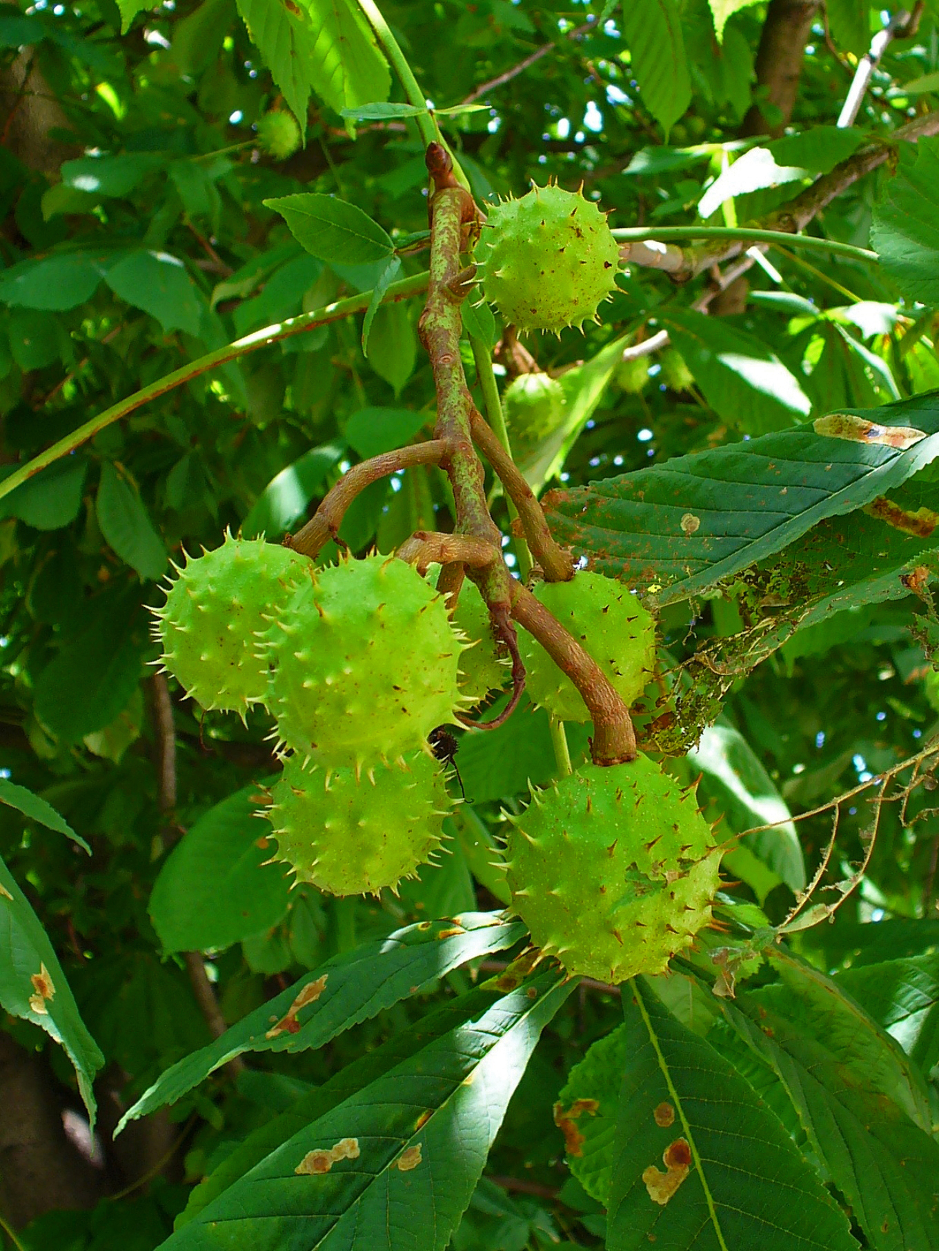 گیاهان تیره (خانواده)  هیپوکاستاناسه - Hippocastanaceae
