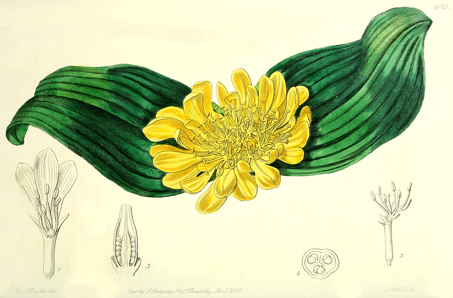 گیاهان تیره (خانواده)  هیاکینتهاسه - Hyacinthaceae