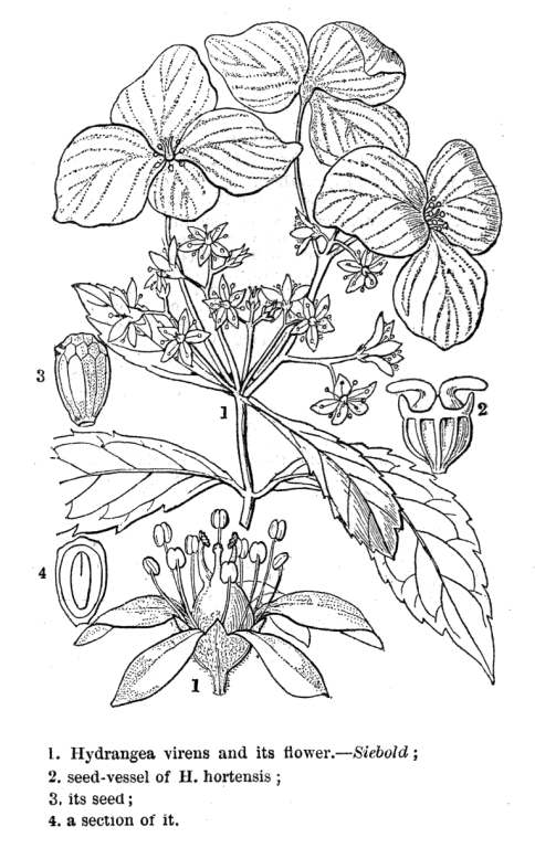 گیاهان تیره (خانواده)  هیدرانجیاسه  - Hydrangeaceae