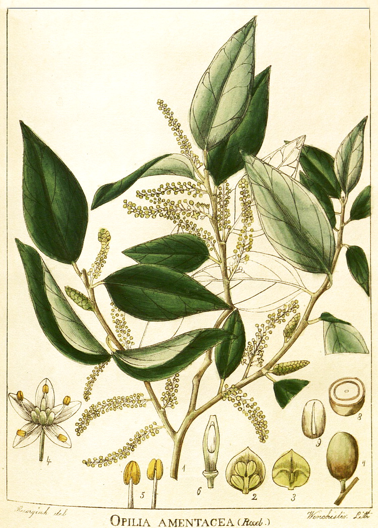 گیاهان تیره (خانواده)  آیکاسیناسه  - Icacinaceae