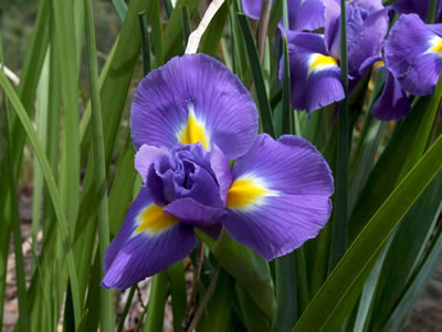 گیاهان تیره (خانواده)  زنبق - Iridaceae