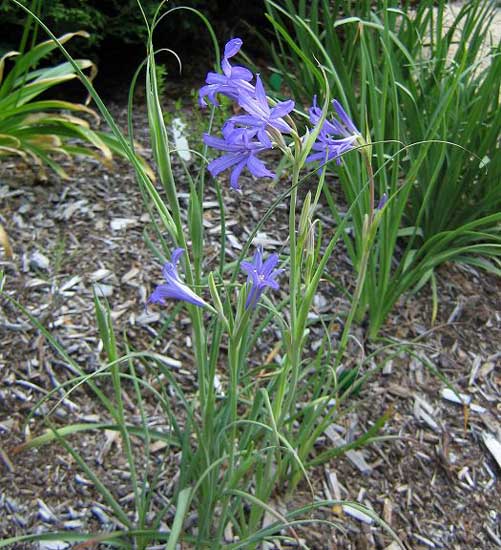 گیاهان تیره (خانواده)  یکسیولیریاسه - Ixioliriaceae