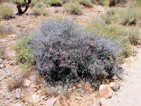 گیاهان تیره (خانواده)  کرامریاسه - Krameriaceae