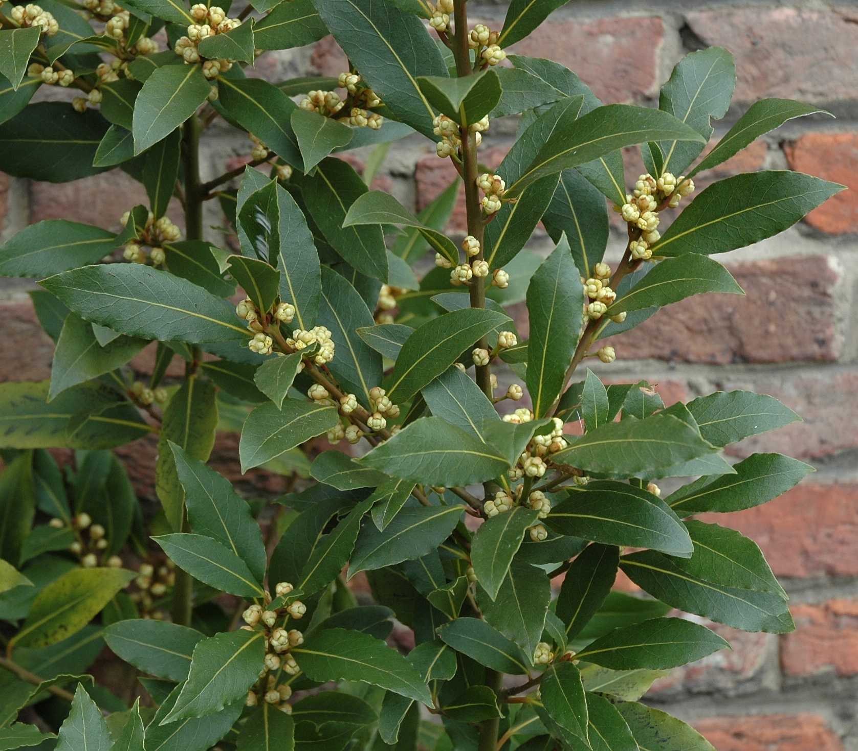 گیاهان تیره (خانواده)  برگ بو  - Lauraceae