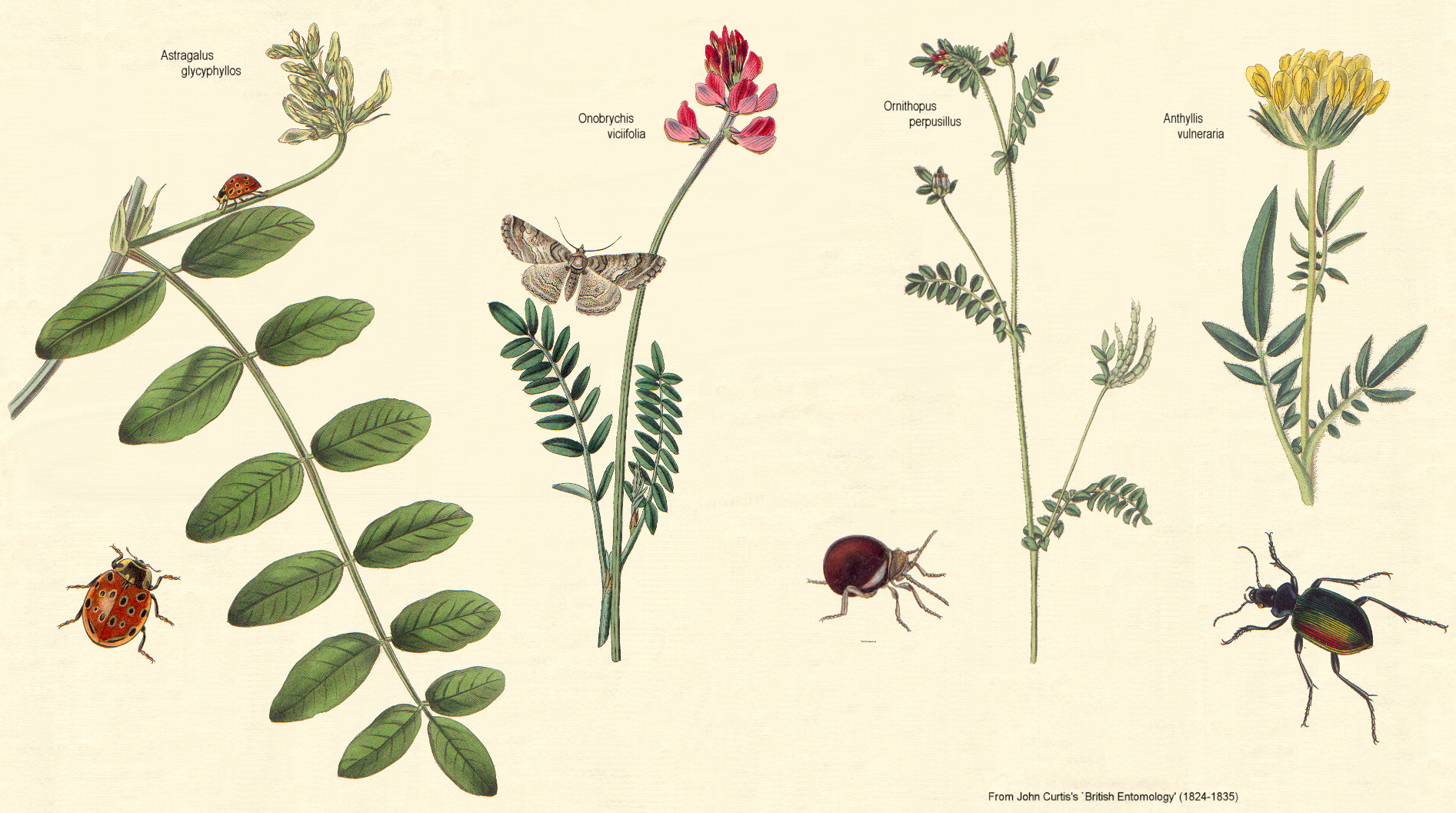 گیاهان تیره (خانواده)  لگومینوسا - Leguminosae