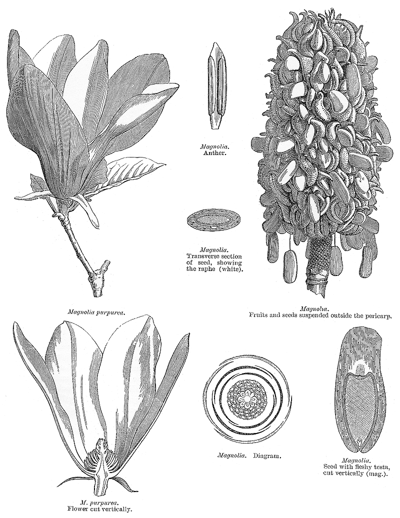 گیاهان تیره (خانواده)  ماگنولیا  - Magnoliaceae