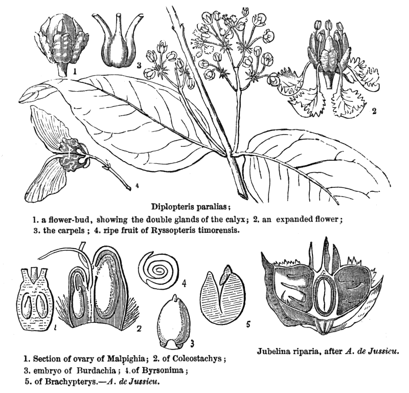 گیاهان تیره (خانواده)  گیلاس باربادوس - Malpighiaceae