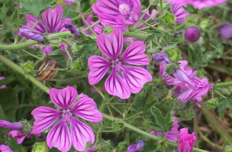 گیاهان تیره (خانواده)  پنیرک - Malvaceae