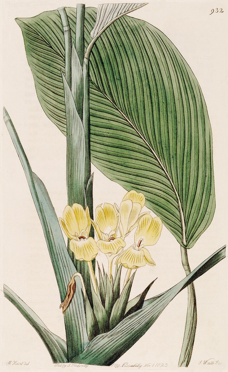 گیاهان تیره (خانواده)  مارانتا - Marantaceae