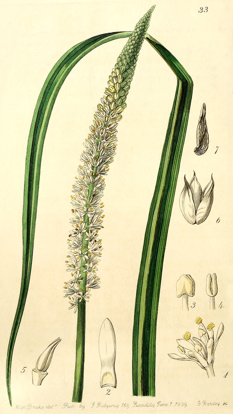 گیاهان تیره (خانواده)  ملانتیاسه  - Melanthiaceae