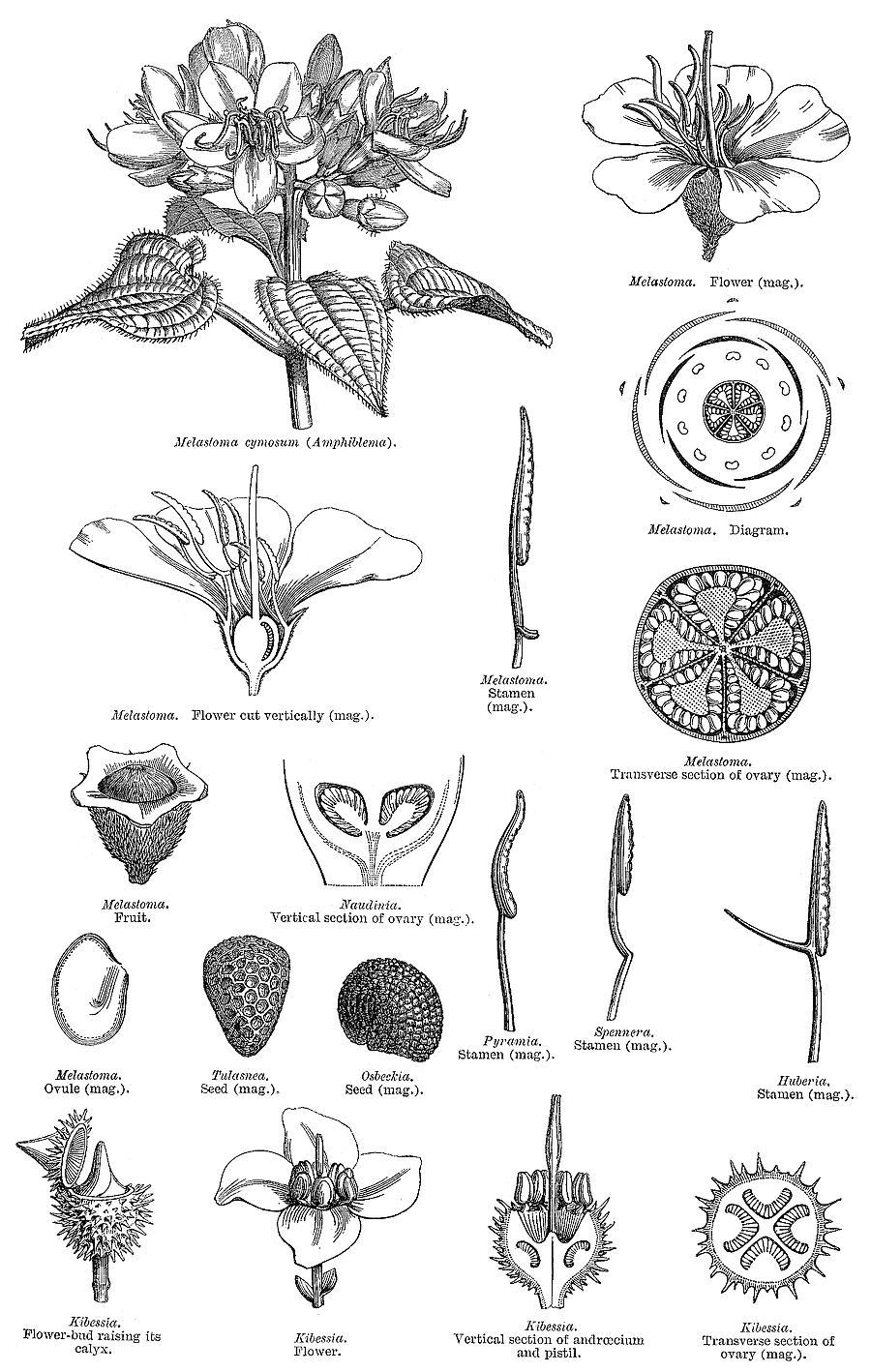 گیاهان تیره (خانواده)  ملاستوماتاسه  - Melastomataceae