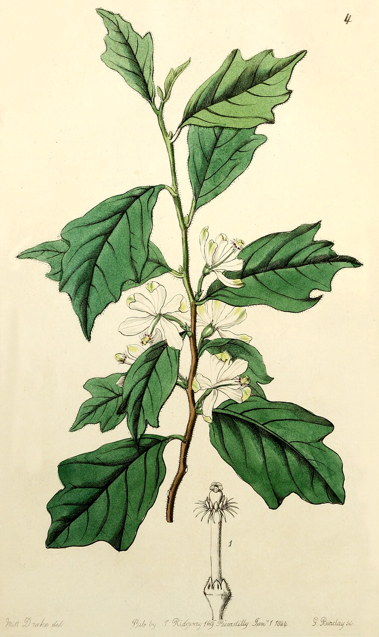 گیاهان تیره (خانواده)  سنجد - Meliaceae