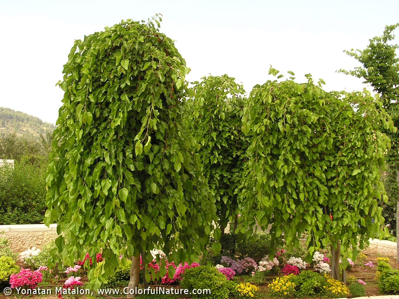 گیاهان تیره (خانواده)  توت - Moraceae