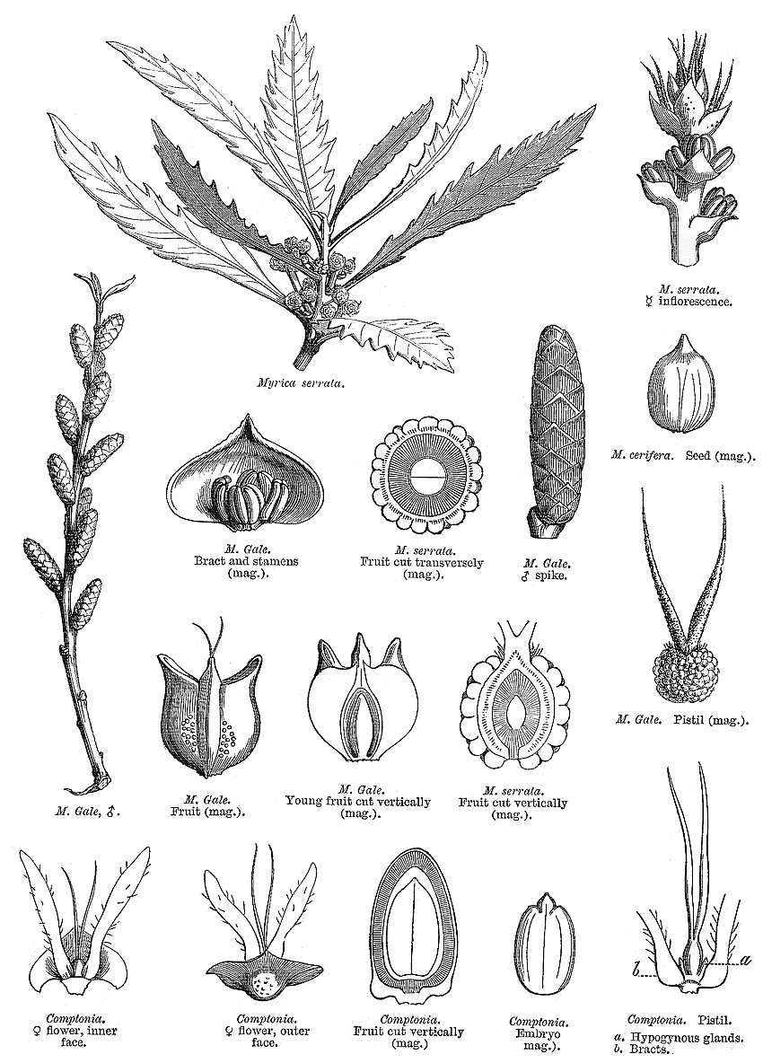 گیاهان تیره (خانواده)  عود البرق -  میریکاسه - Myricaceae