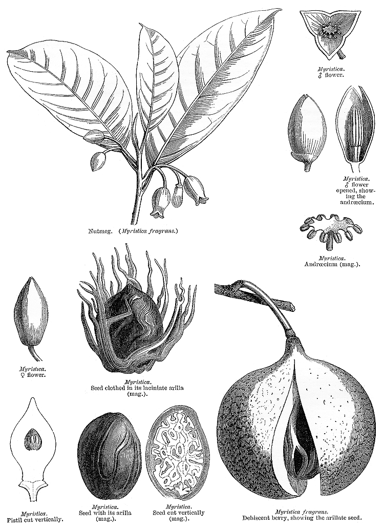 گیاهان تیره (خانواده)  جوز - Myristicaceae