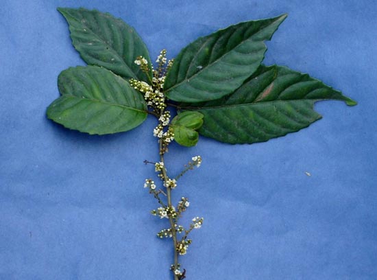 گیاهان تیره (خانواده)  میرسیناسه - Myrsinaceae