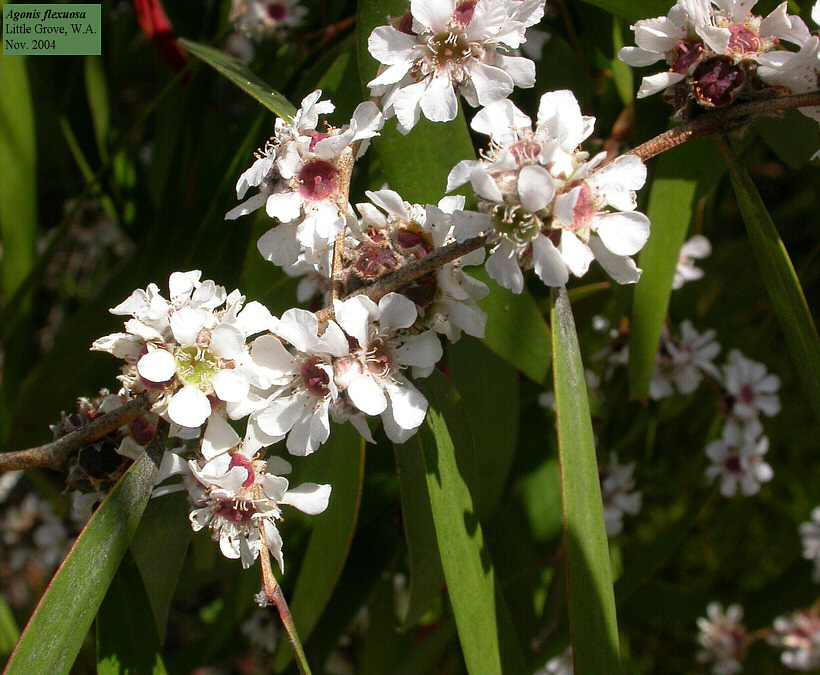 گیاهان تیره (خانواده)  میرتاسه - Myrtaceae