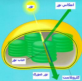 کلروپلاست چیست؟
