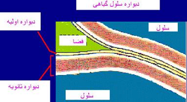دیواره سلول گیاهی