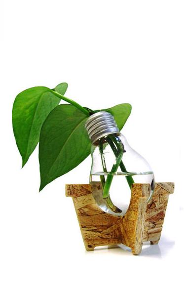 نکات کلیدی برای پرورش گیاهان آپارتمانی