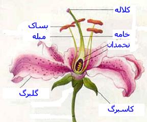 جفت بندی تخمک