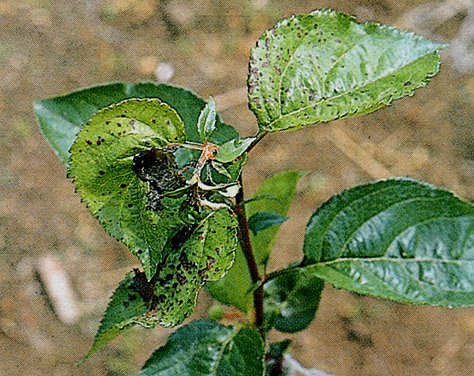 ویروس نقطه برگی سیب